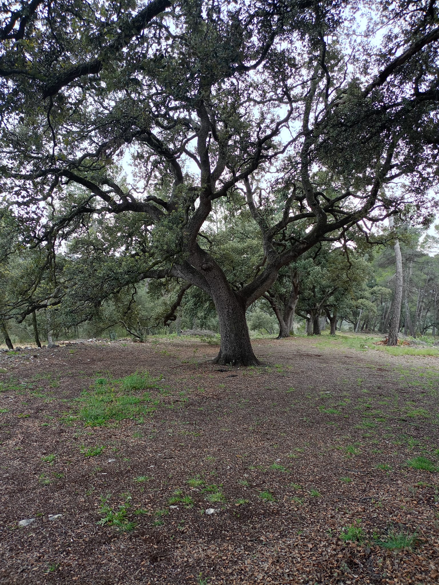 Paisaje forestal gestionado con IA - OmbrIA